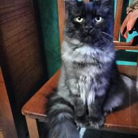 Gatto siberiano blu tabby silver