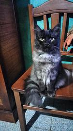 Gatto siberiano blu tabby silver