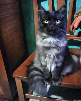 Gatto siberiano blu tabby silver