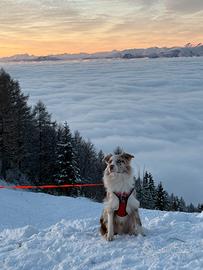 Boder colli 1anno mezzo