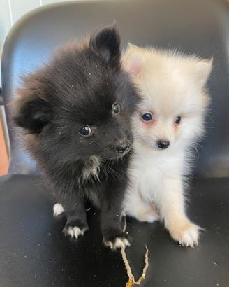 Spitz Nano Tedesco Pomerania cuccioli