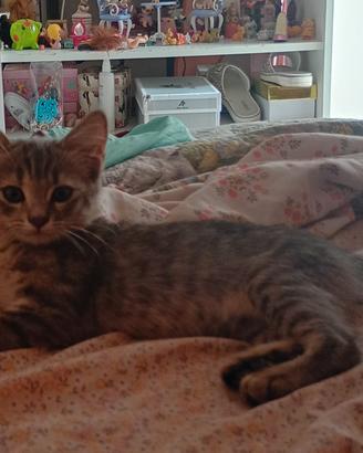 Gattina pelo medio