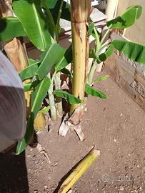 Albero di Banano (banane)