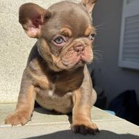 Cucciola di bulldog francese