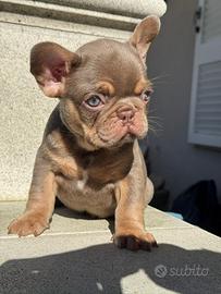 Cucciola di bulldog francese