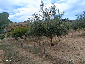 Terreno Feudo Nobile
