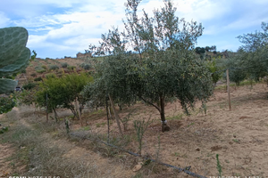 Terreno Feudo Nobile