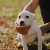 Splendidi cuccioli in adozione