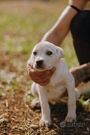 Splendidi cuccioli in adozione