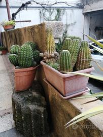 Vasi di cactus Echinopsis. 
