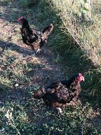 Galline