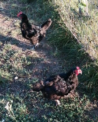 Galline