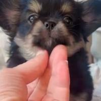 Cucciolo di Chihuha con pedigree Enci