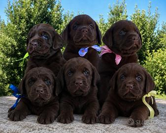 Labrador chocolate con pedigree ENCI selezionato