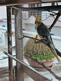 Pappagalli Calopsite