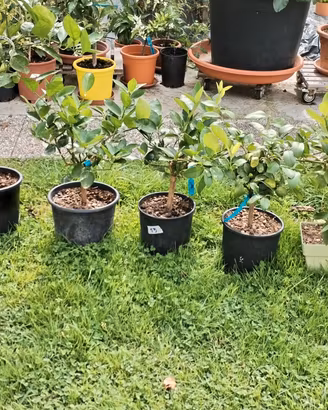 piante agrumi vari 