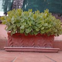 Fioriere terracotta