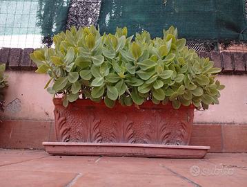 Fioriere terracotta