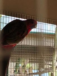 Rosella peent