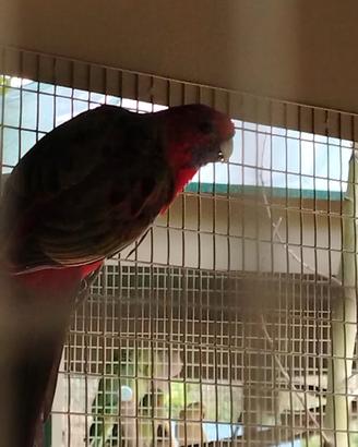 Rosella peent