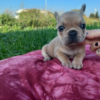 Bulldog francese blu fawn femmina