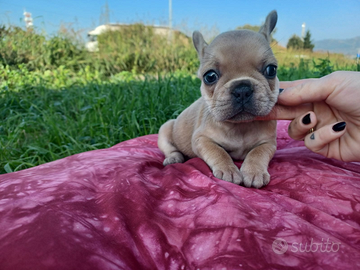 Bulldog francese blu fawn femmina