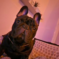 Jordan bulldog francese di 2 anni con pedigree