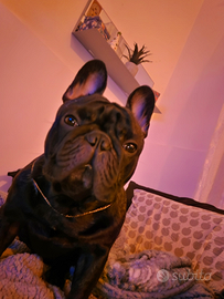 Jordan bulldog francese di 2 anni con pedigree