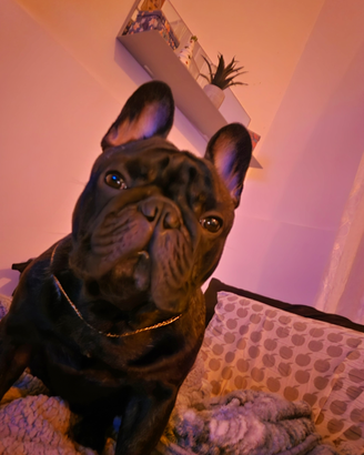 Jordan bulldog francese di 2 anni con pedigree