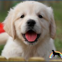Golden Retriever allevati con cura e responsabilit