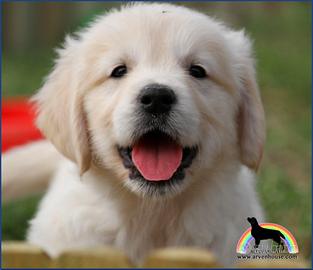 Golden Retriever allevati con cura e responsabilit