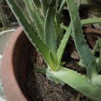 Aloe vera 
