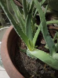 Aloe vera 