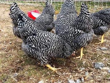 Barred rock ovaiole allevati a terra
