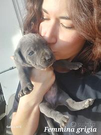 Cuccioli di Cane Corso Italiano