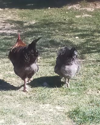 Pulcini di varie razze