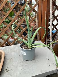 Piantine di Aloe Vera