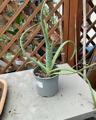 Piantine di Aloe Vera