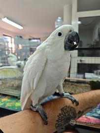 Cacatua pappagallo