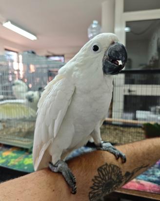 Cacatua pappagallo