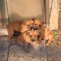 Cuccioli di pitbull con pedigree