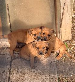 Cuccioli di pitbull con pedigree