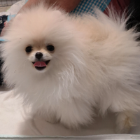 Spitz di Pomerania nano