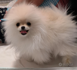 Spitz di Pomerania nano