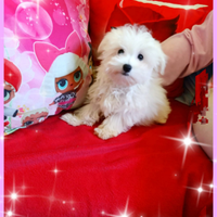 Cuccioli di Maltese Mini Originali 4 mesi