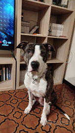 Amstaff maschio per cucciolata