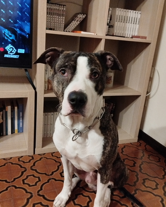 Amstaff maschio per cucciolata