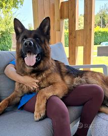 Prestigiosi cuccioli di Pastore Tedesco