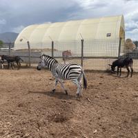 Zebra e asine
