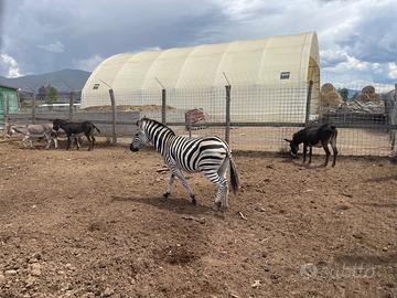 Zebra e asine